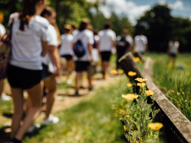 Artistic photo with blurred group of people walking away from camera in white t shirts, small yellow flowers along fence are in focus in foreground.